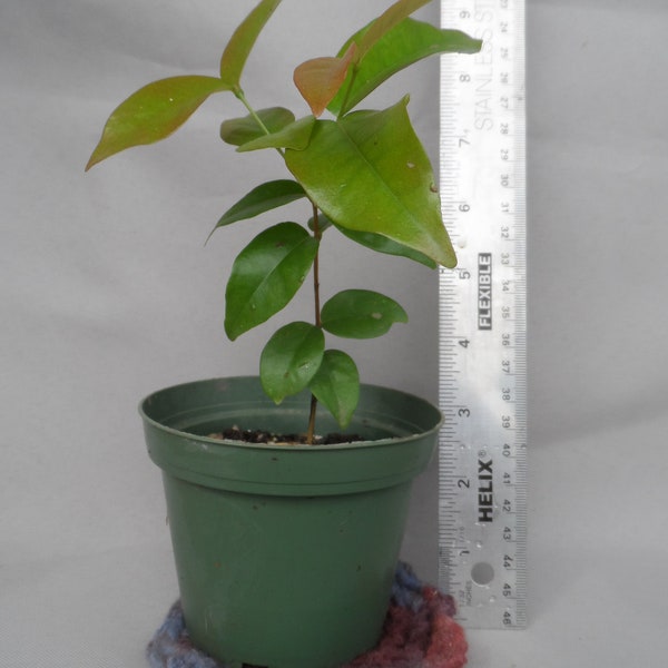 1X Surinam Cherry Tree, Pitanga rojo,  Eugenia Uniflora, Live plant 6 to 10 inch tropical fruit.