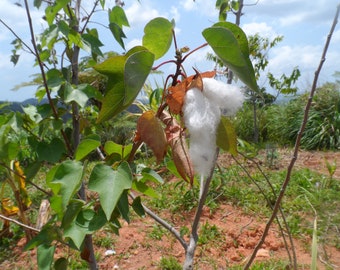 12 White cotton seeds. typical variety of Puerto Rico. Easy to grow plant that brings beauty to the garden.