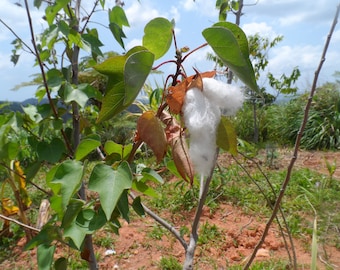 12 White cotton seeds. typical variety of Puerto Rico. Easy to grow plant that brings beauty to the garden.