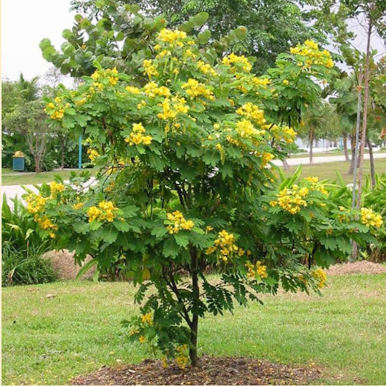 10 Ylang Ylang Tree Seeds Cananga Odorata the Most Fragrant Etsy
