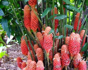 Beehive ginger rhizomes, Choose Qty, Zingiber spectabil, Exotic tropical flower easy to grow, Harvested Fresh w/ Free USPS 4 day shipping!