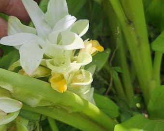 2 rhizomes of Mango turmeric. Curcuma longa sp. Freshly harvested, Easy to grow tropical plant with unique white flowers.