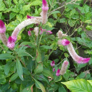 100x Celosia Argentea Seeds, Amaranth, fresh seeds, easy to grow and edible Ships For Free image 3