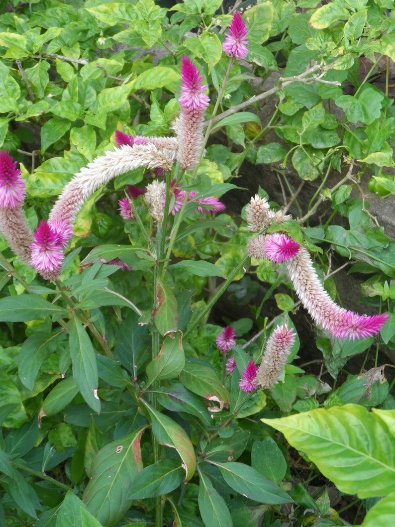 100x Celosia Argentea Seeds, Amaranth, fresh seeds, easy to grow and edible Ships For Free image 3