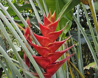 Heliconia Caribaea St. Lucia Live Rhizome Exotic Tropical Plant - Etsy