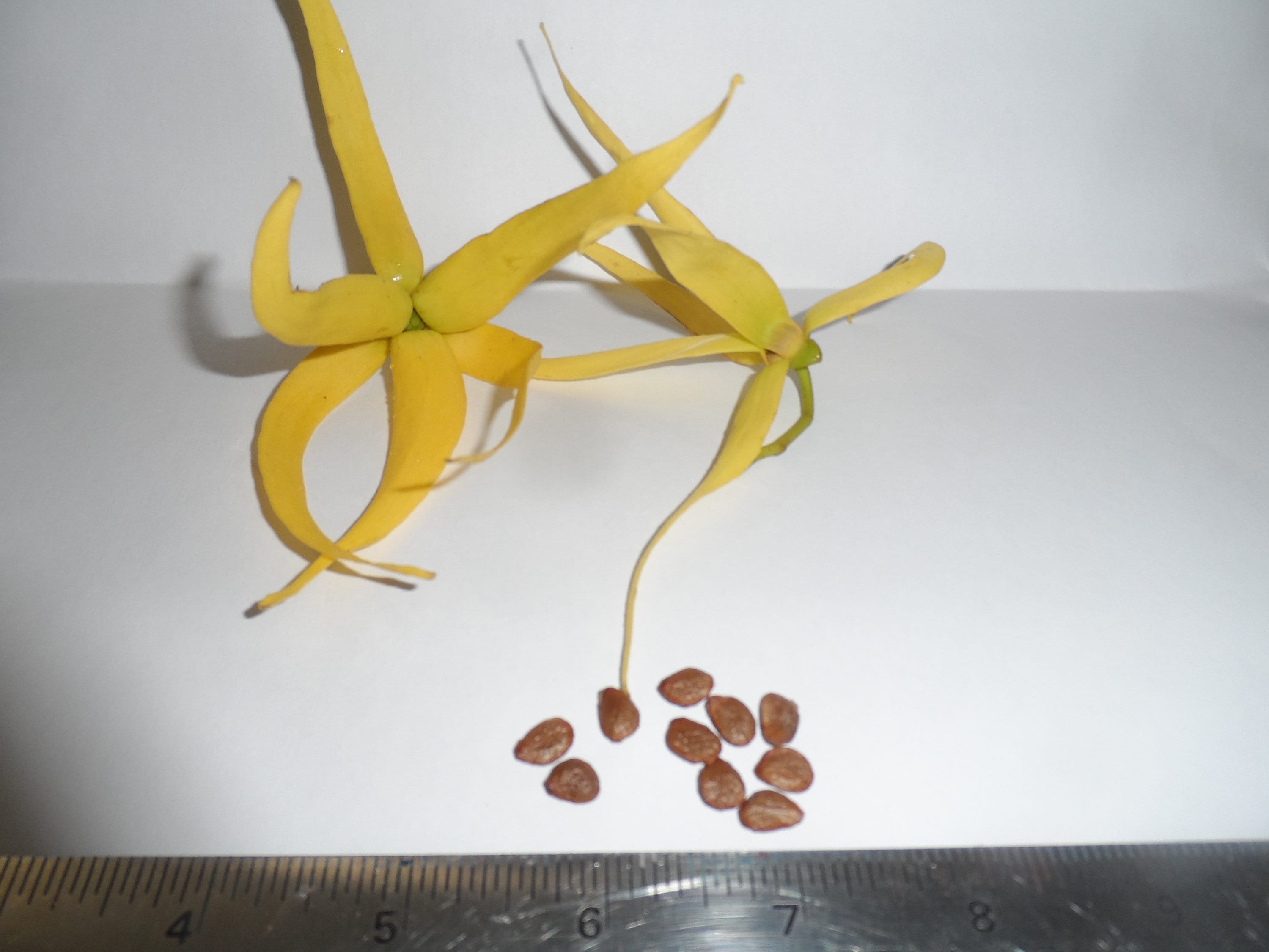 10 Ylang Ylang Tree Seeds Cananga Odorata the Most Fragrant Etsy