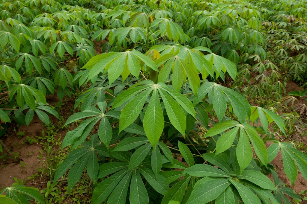 10 Cuttings of Cassava, Manihot Esculenta. Easy to Grow Plant and Great  Source of Food Giving Large Root Tubers. Free Shipping Included. - Etsy