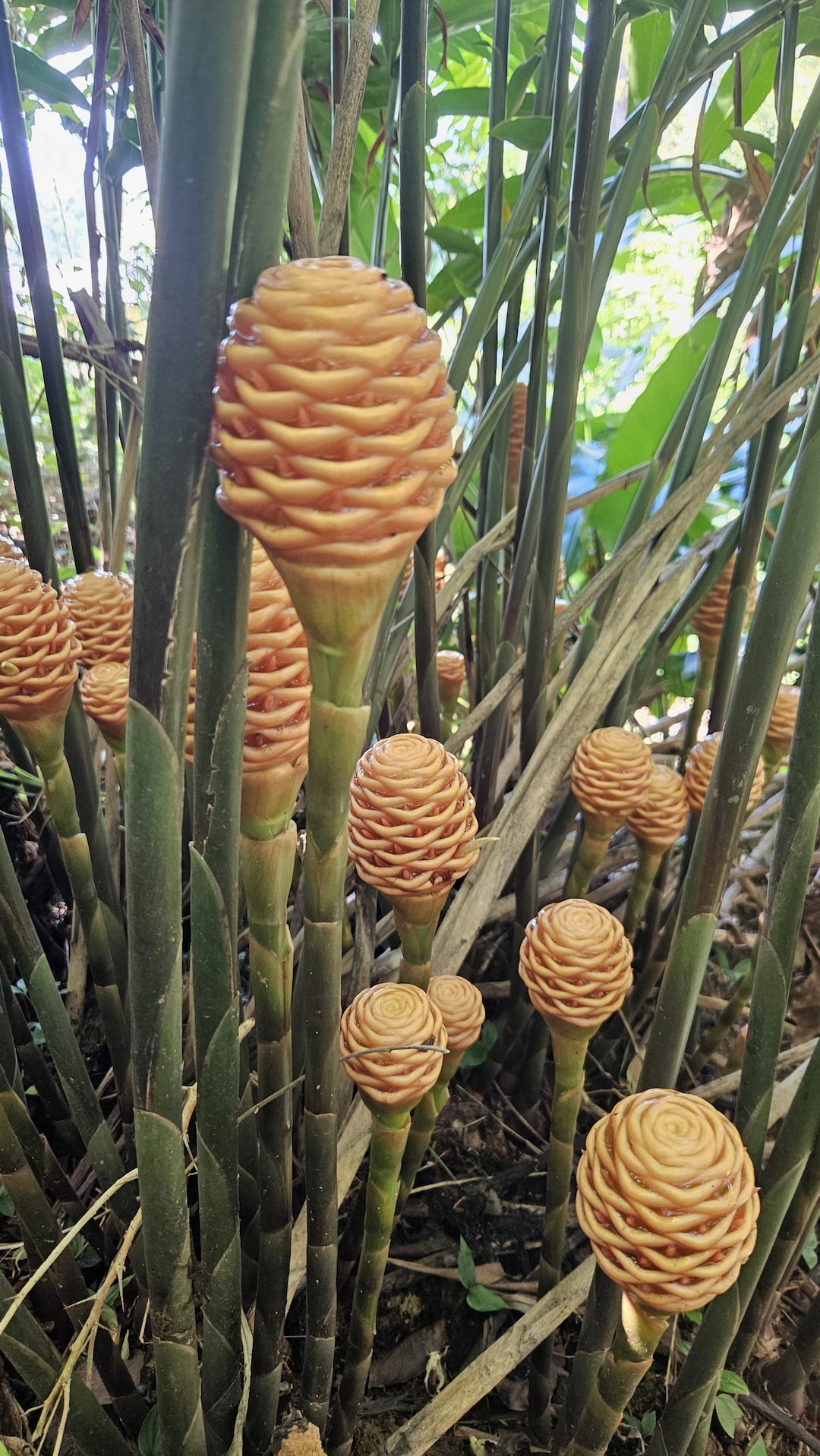 1 Beehive Ginger Rhizome, Zingiber Spectabil, Exotic Tropical Flower ...