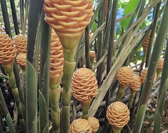 1 Beehive ginger rhizome, Zingiber spectabil, Exotic tropical flower easy to grow, amazing scent. Peach color blooms. Harvested Fresh!