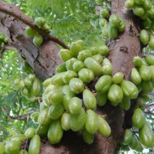 10x Fresh Bilimbi Averrhoa Seeds, Exotic Sorrel Cucumber Fruit tree seeds, Easy To Grow Very Exotic, Makes a great juice. Ships for Free!