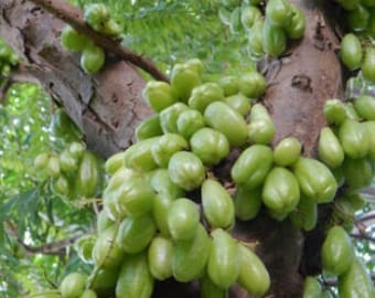 10x Fresh Bilimbi Averrhoa Seeds, Exotic Sorrel Cucumber Fruit tree seeds, Easy To Grow Very Exotic, Makes a great juice. Ships for Free!