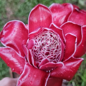 1 Fresh Red Torch Ginger Rhizome, Etlingera Elatior, Exotic
