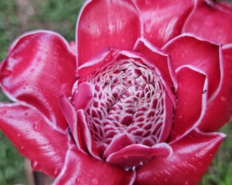 1 Fresh red torch ginger rhizome, Etlingera elatior, exotic tropical flower w/ bright red blooms. traditional and culinary uses. Ships free!