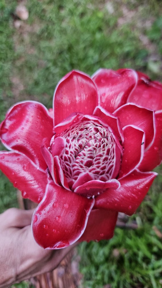 1 Fresh Red Torch Ginger Rhizome, Etlingera Elatior, Exotic
