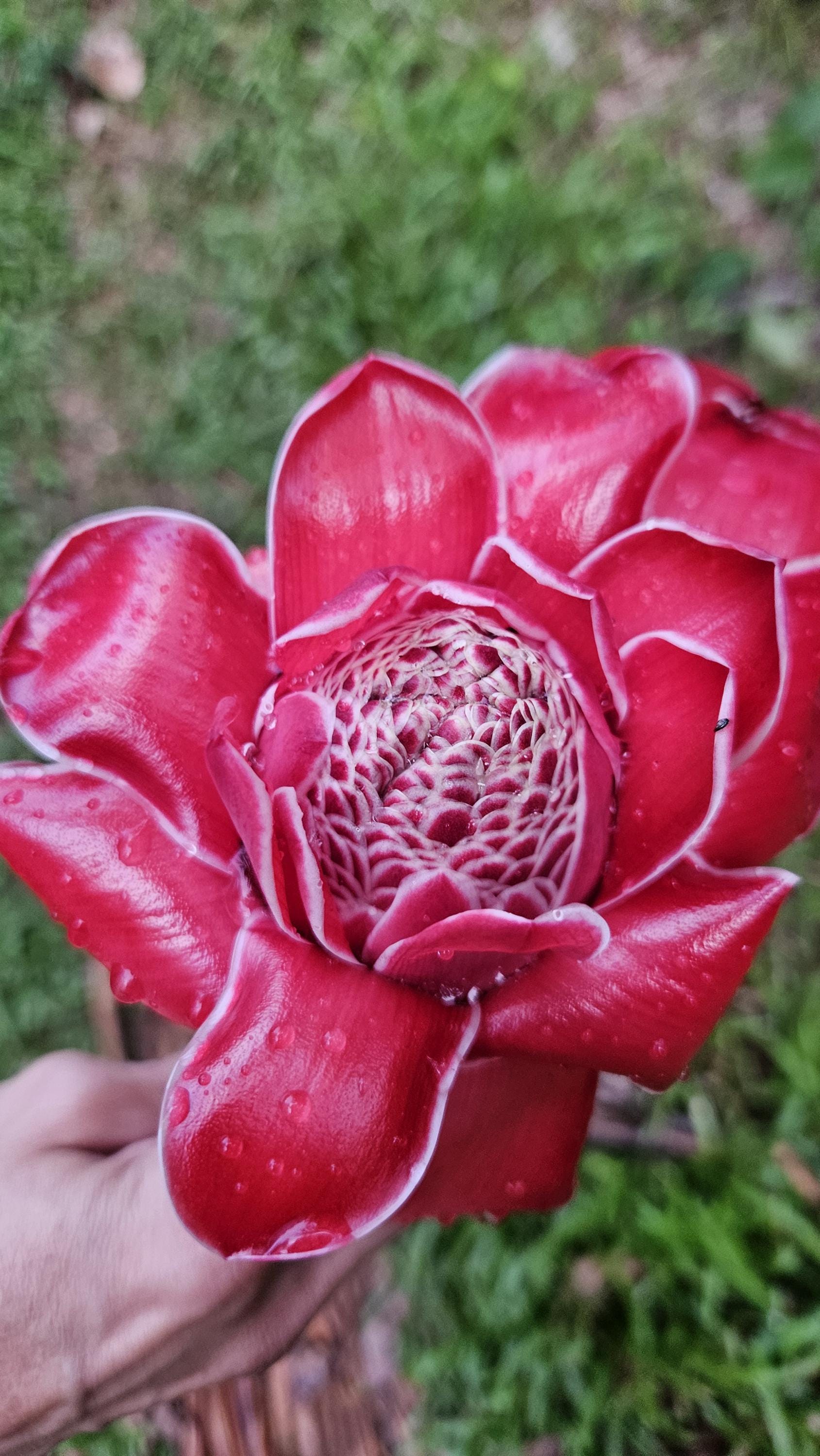1 Fresh Red Torch Ginger Rhizome, Etlingera Elatior, Exotic