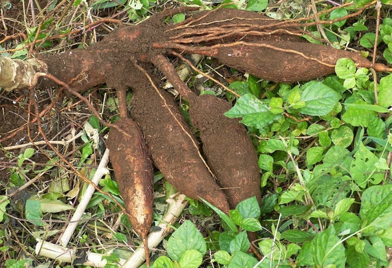 10 Cuttings of Cassava, Manihot Esculenta. Easy to Grow