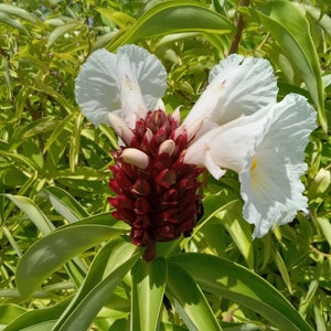 2x Malay Ginger rhizomes with stalk, Costus speciosus, Insulin plant. Fast growing tropical ginger, with lots of blooms. Free shipping!
