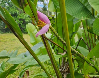 1x Ornamental banana rhizome. Great for tropical landscaping, with its short size and impressive pink banana flower. Can be container grown.