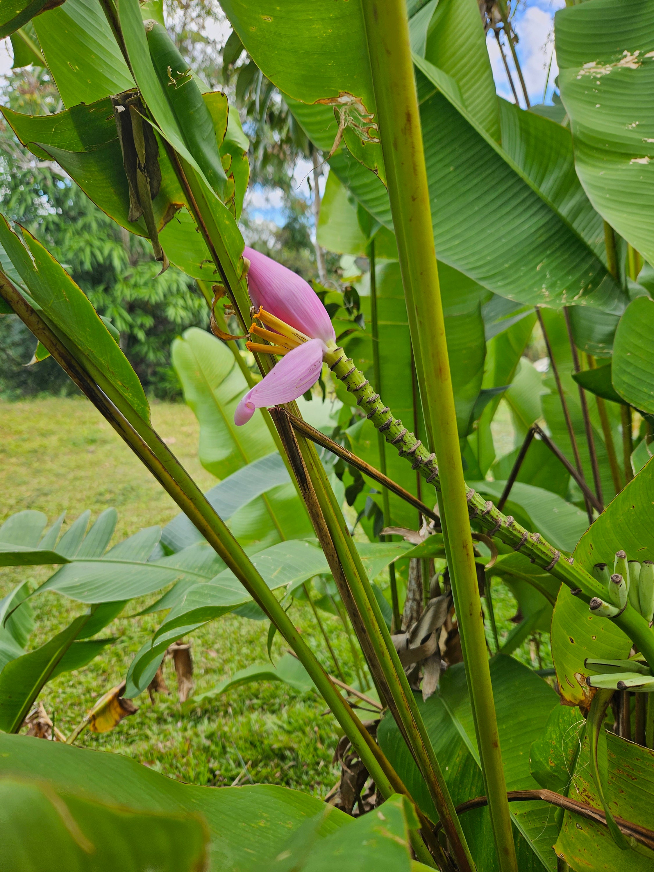 1x Ornamental Banana Rhizome. Great for Tropical Landscaping, With