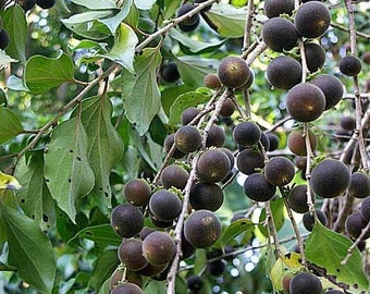 10x fresh Ketembilla/ Ceylon Gooseberry seeds,  Dovyalis hebecarpa. Edible fruit, easy to grow and abundant producer. Ships Free!