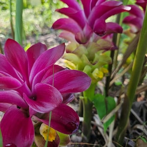May include: Close-up of vibrant pink turmeric flowers with layered petals, set against a backdrop of green foliage and stems. The flowers have a unique shape and texture, with yellow and green accents at the base.