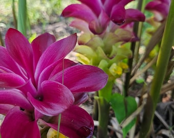 2 rhizomes of blue turmeric. Curcuma caesia. Freshly harvested, Easy to grow tropical plant with vibrant flowers.