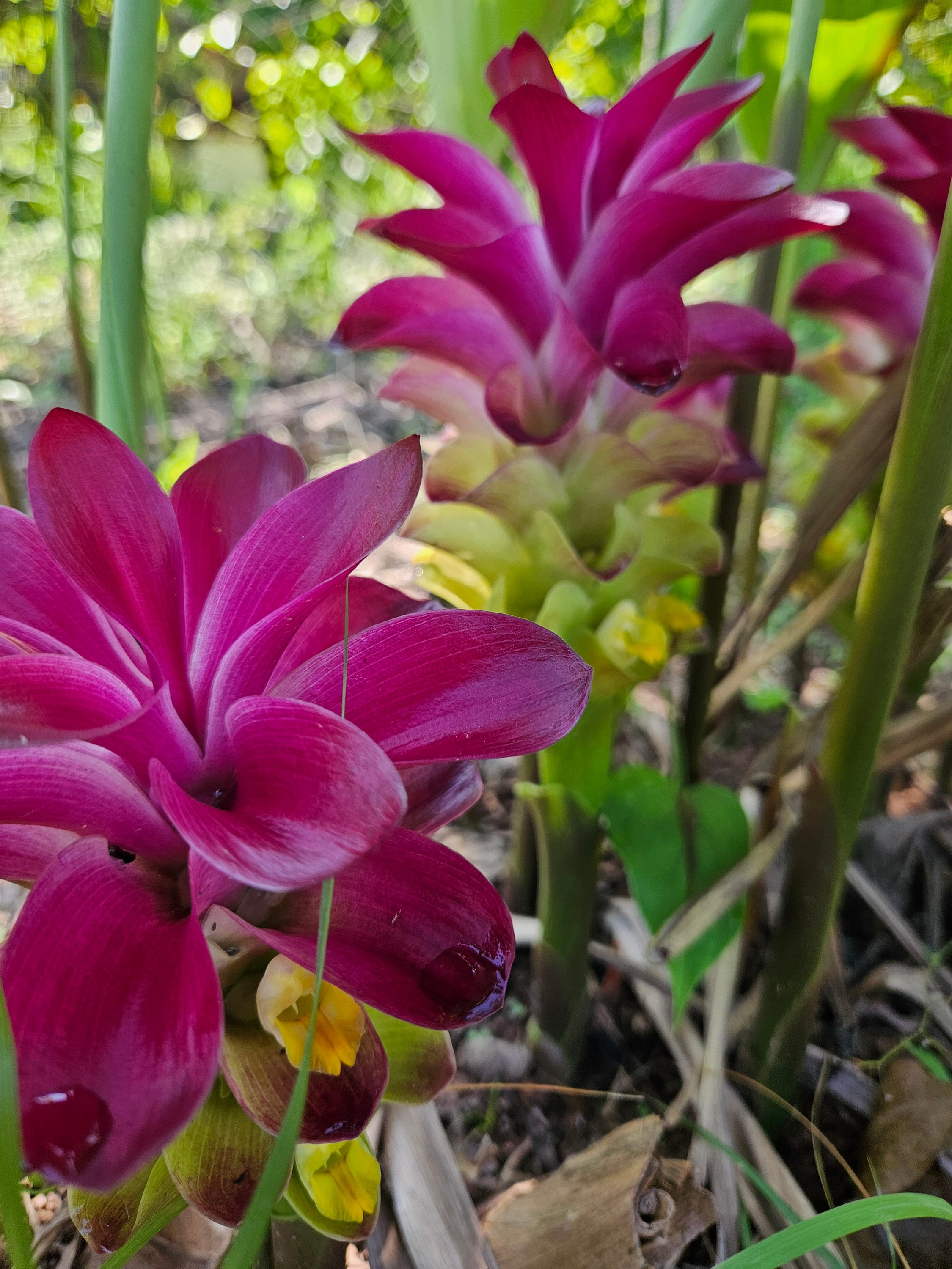 2 Rhizomes of Blue Turmeric. Curcuma Caesia. Freshly Harvested