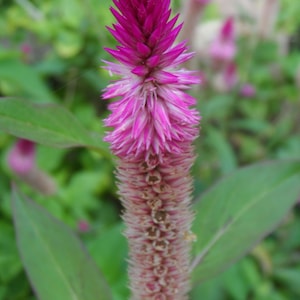 100x Celosia Argentea Seeds, Amaranth, fresh seeds, easy to grow and edible Ships For Free image 1