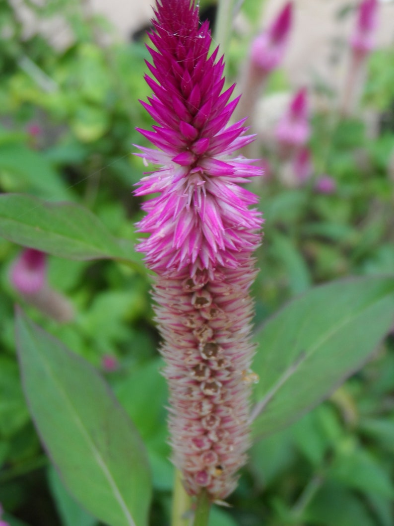 100x Celosia Argentea Seeds, Amaranth, fresh seeds, easy to grow and edible Ships For Free image 1