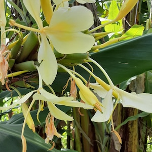 2x Yellow butterfly ginger rhizomes with stalk. Exotic tropical ginger that is very fragrant with many flowers, Attracts the pollinators!