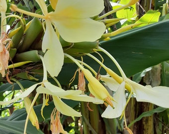 2x Yellow butterfly ginger rhizomes with stalk. Exotic tropical ginger that is very fragrant with many flowers, Attracts the pollinators!