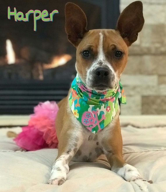 hippie dog bandana