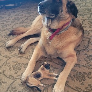 Custom Needle Felted Pet Replica - Dog Replica - Pet Memorial - Pet Portrait - Needle felted dog