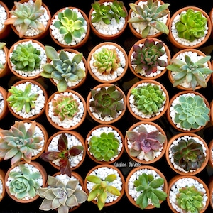 May include: A collection of small terracotta pots filled with white pebbles and various green, red, and brown succulents. The pots are arranged in a grid pattern and the image is labelled "Cavalier Gardens".
