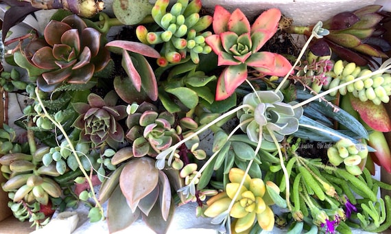 buddha temple succulent Crassula 'Buddha's Temple' 1