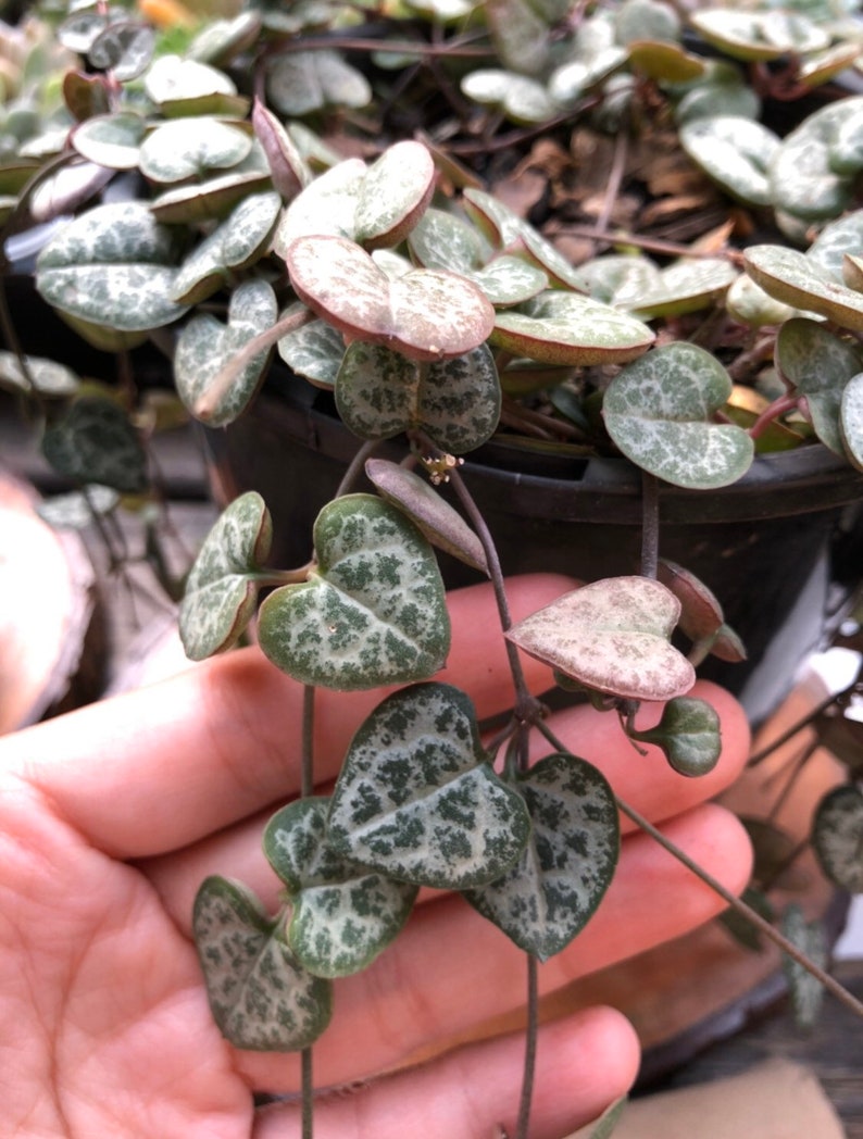 Chain of Hearts Etsy