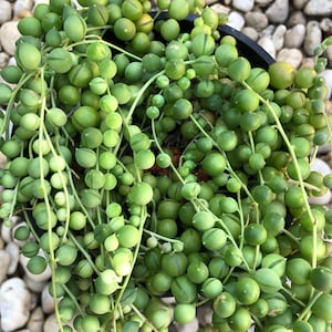 May include: A close-up of a string of pearls plant, also known as a string of beads plant, with small, round, green leaves. The plant is growing in a pot and is surrounded by small, white stones.