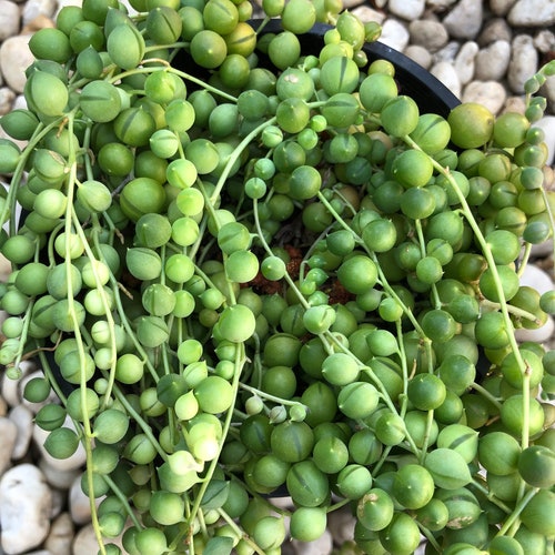 String of Pearls Indoor Succulent Rosary String of Etsy