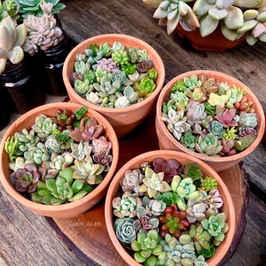 May include: Four terracotta pots filled with a variety of succulent plants. The pots are arranged on a wooden slice. The text "Cavalier Gardens" is visible in the bottom left corner of the image.