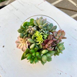 May include: A small glass terrarium filled with a variety of succulents, including green, pink, and red varieties.