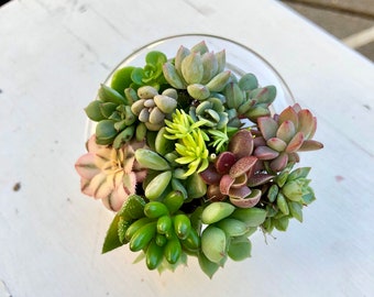 Succulent Box - Pixie Pack