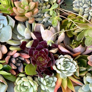May include: A close-up shot of a collection of succulents, showcasing a variety of colours and textures. The succulents are arranged in a cluster, with some overlapping. The succulents are all in focus, and the image is well-lit.