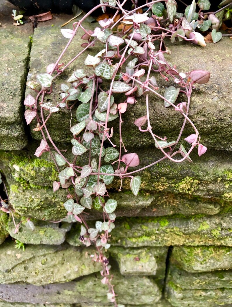 Chain of Hearts Etsy Australia