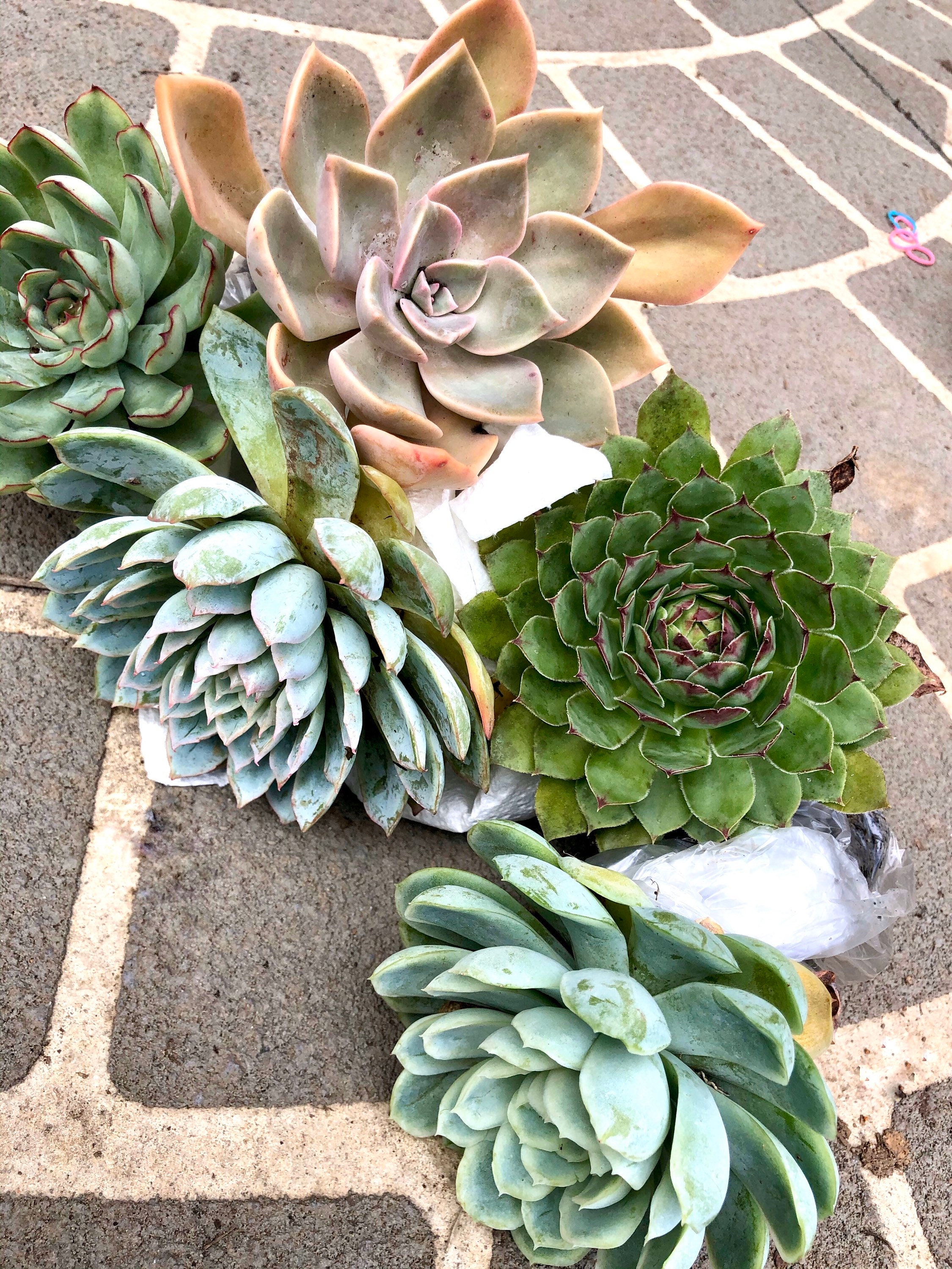 Large Succulents (mystery Selection) - Etsy
