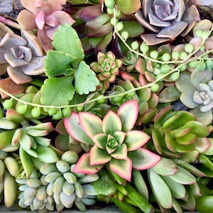 May include: A selection of succulent plants in a box, featuring green, pink, and red varieties. Some succulents have a trailing vine with small green beads.