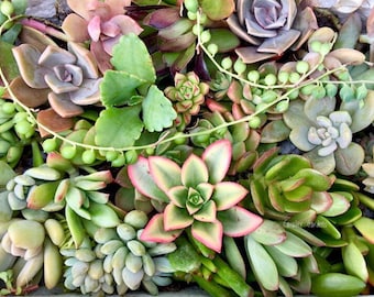 Succulent Box - Top Up Pack