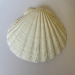 May include: A white seashell with a smooth, textured surface and a fan-shaped design.