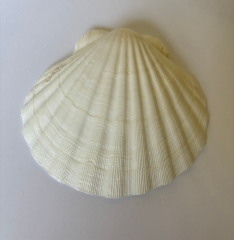 May include: A white seashell with a smooth, textured surface and a fan-shaped design.
