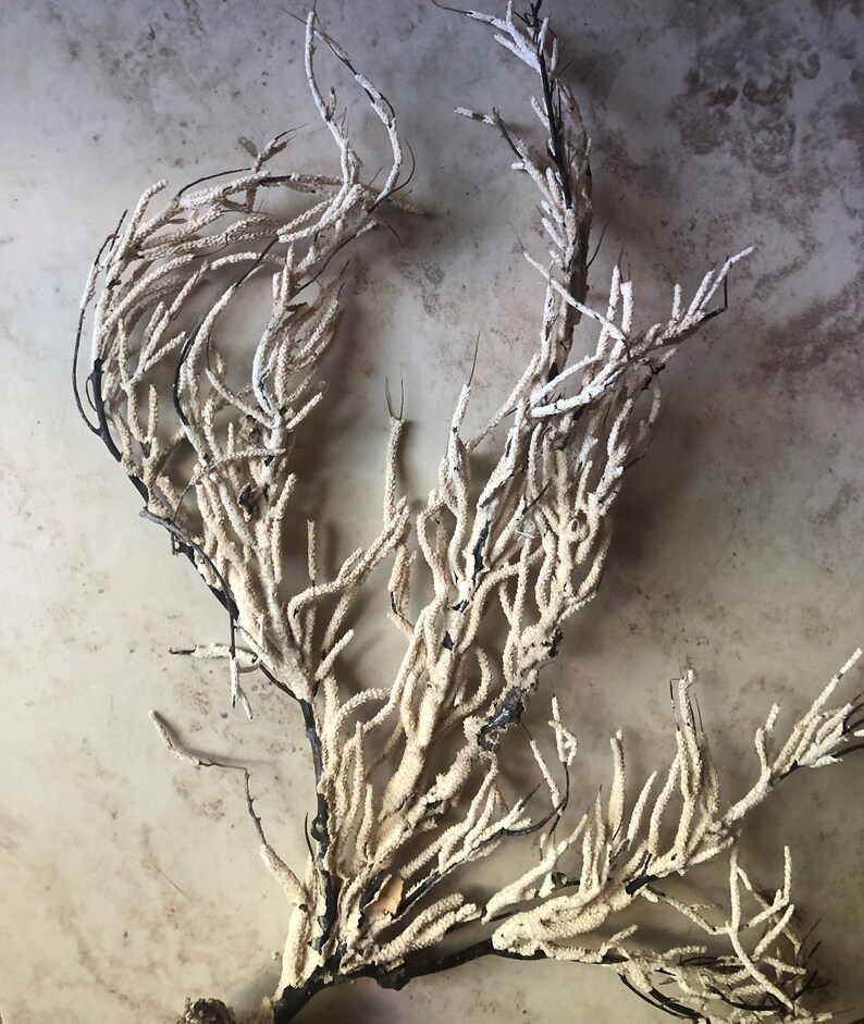 Natural Rare Lacey Sea Fan Sea Whip Beach Decor Whimsical Etsy