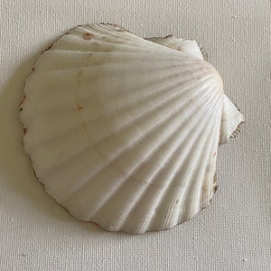 May include: A white seashell with a ribbed texture. The shell is closed and has a slightly pink hue around the edges.